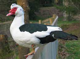 Muscovy duck - Wikipedia