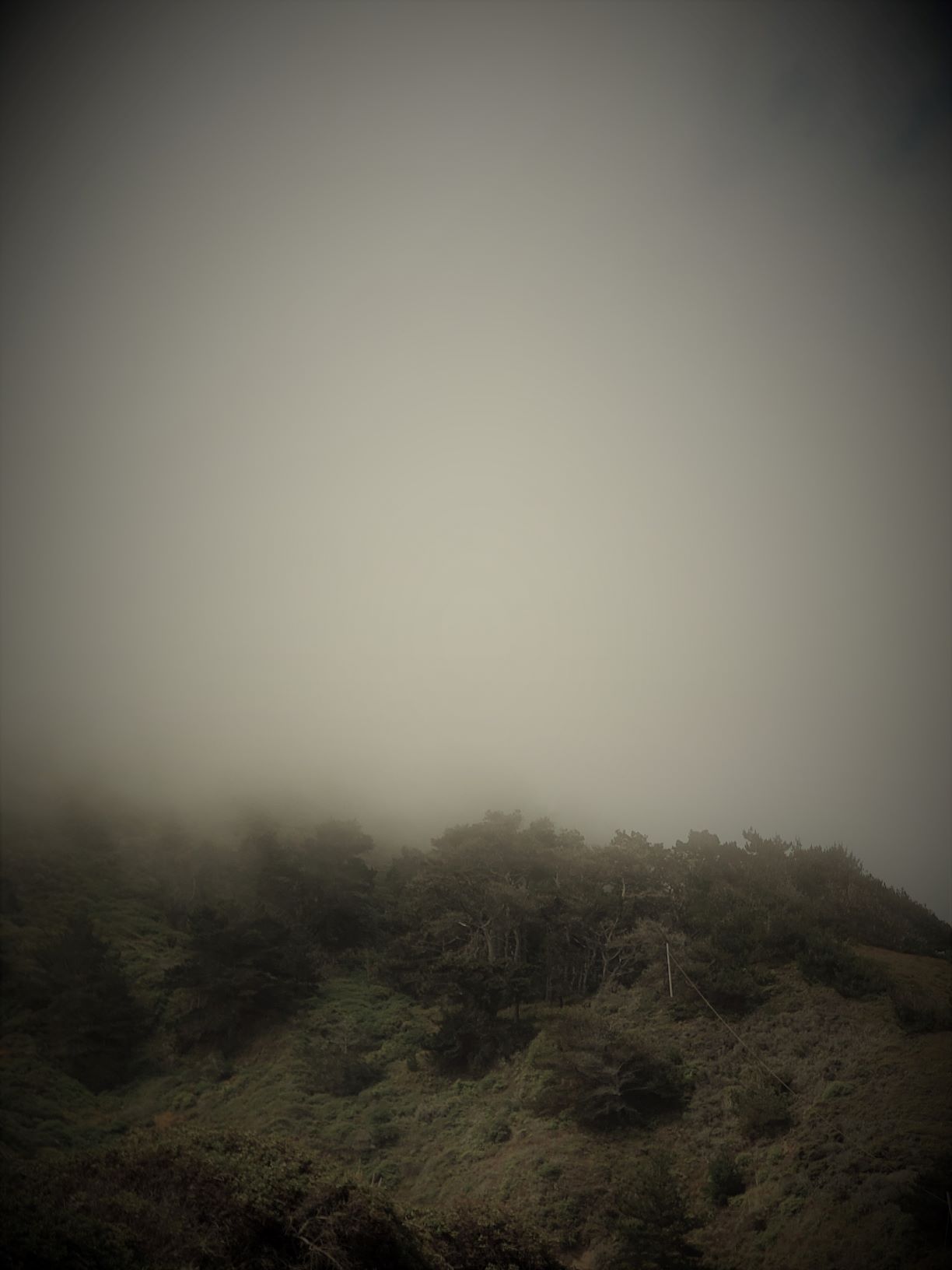 Cloud_Fog_Forest.jpg