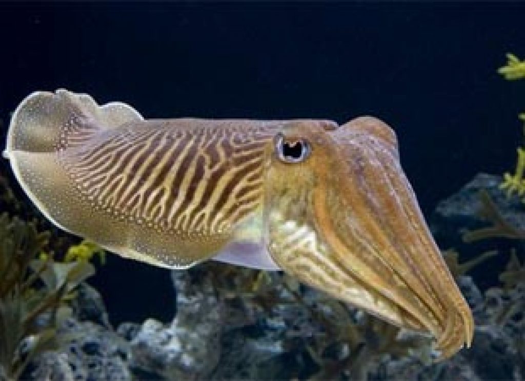 cuttlefish-2qap0fwwvbletyyoripam8.jpg