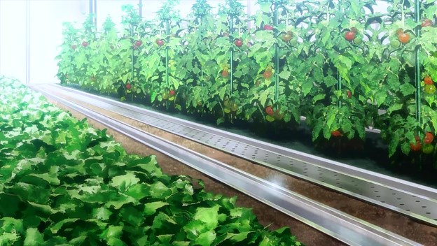 Greenhouse tomatoes.jpg