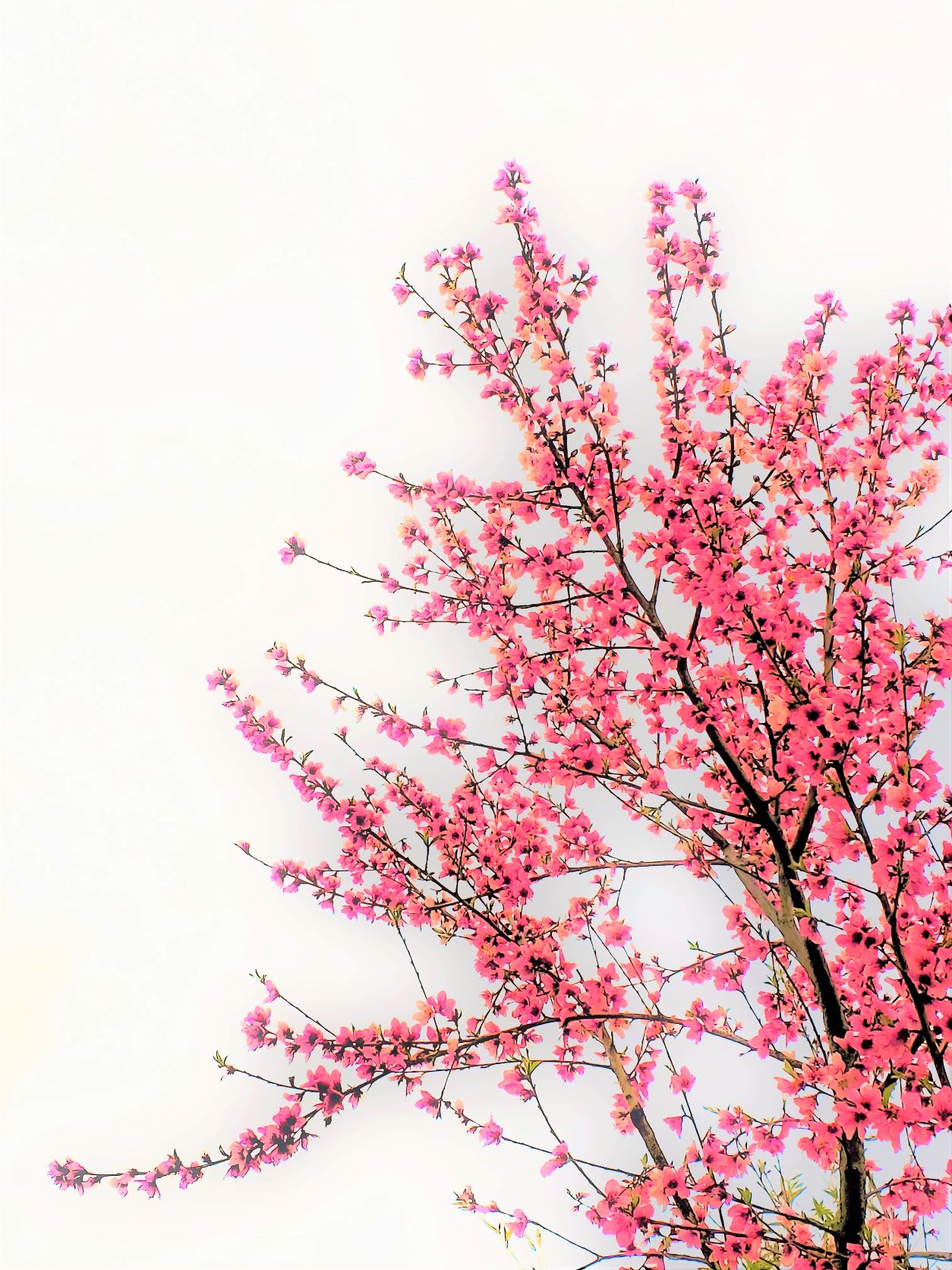 pink_flower_cover.jpg