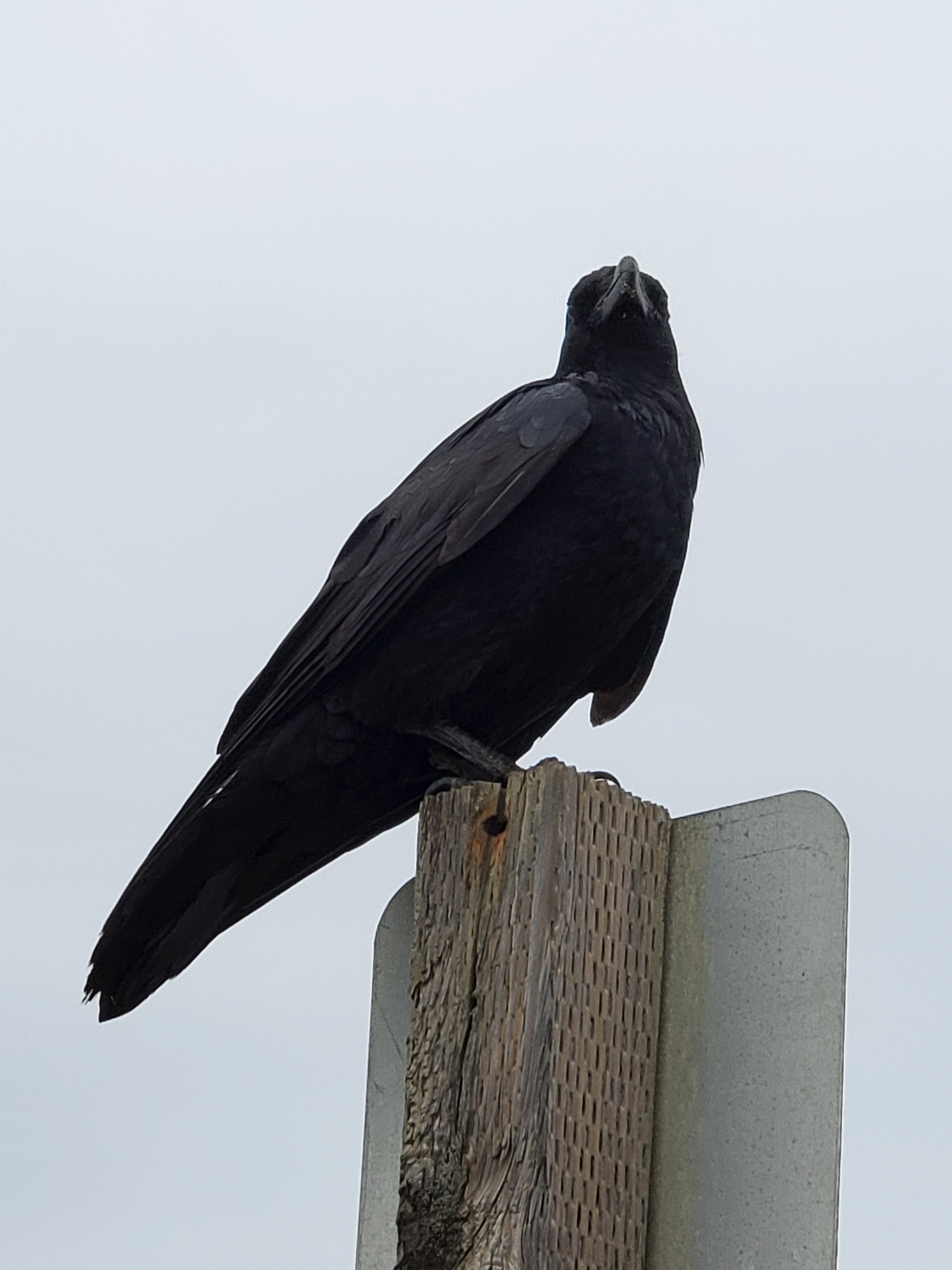Raven_or_crow.jpg