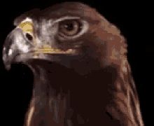 stare-down-eagle.gif