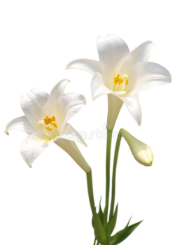 white-lily-5201528.png