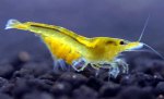 Yellow-Shrimp-Yellow-Cherry-shrimp-for-sale-information-on-yellow-shrimp-aquaticmag-3.jpg