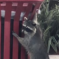 angry_raccoon