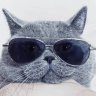 Fatcat19