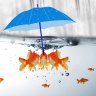 RainingFish